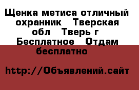 Щенка метиса отличный охранник - Тверская обл., Тверь г. Бесплатное » Отдам бесплатно   